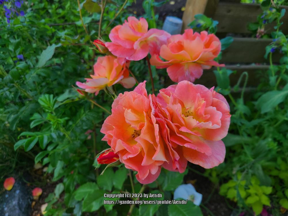 Photo of Rose (Rosa 'Westerland') uploaded by Aerith