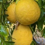 These lemons are huge and the juice of 3 lemons can fill a cup.