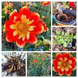 Location: Ann Arbor, Michigan
Date: 2023-11-27
Pooh dahlias, tubers dug out in the snow, robust plant, Nov. 27, 