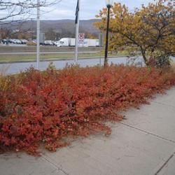 Location: south-central Pennsylvania at Turnpike rest stop
Date: 2023-10-27
row in red fall color