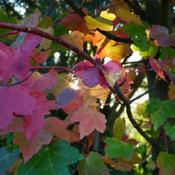 The full range of autumn colour from green, through reds to yello