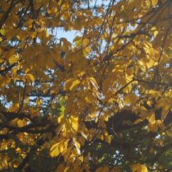 Location: Glen Ellyn, Illinois
Date: 2023-10-20
golden fall foliage