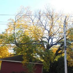 Location: Glen Ellyn, Illinois
Date: 2023-10-20
large, old tree remaining in the old neighborhood after DED in 19