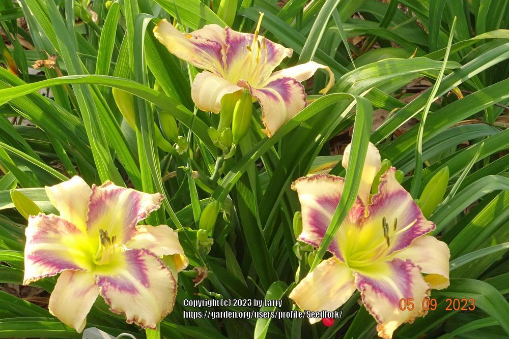Photo of Daylily (Hemerocallis 'Destined to See') uploaded by Seedfork
