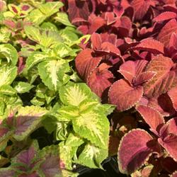 Location: My side yard
Date: 2023-09-26
Mixed Color Coleus in my shady side yard