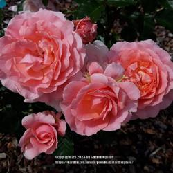 Location: Breezy Knees garden, Yorkshire, England UK 
Date: 2019-07-08
Rosa 'Victorian Spice'