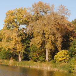 Location: Glen Ellyn, Illinois
Date: 2023-10-20
two full-grown trees with yellowish fall color