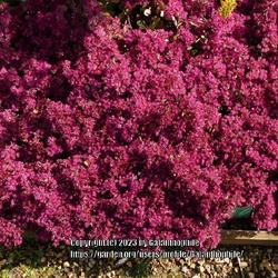 Location: Breezy Knees garden, Yorkshire, England UK 
Date: 2020-09-10
Hylotelephium cauticola