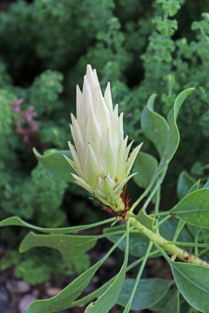 Photo of King Protea (Protea cynaroides) uploaded by RuuddeBlock