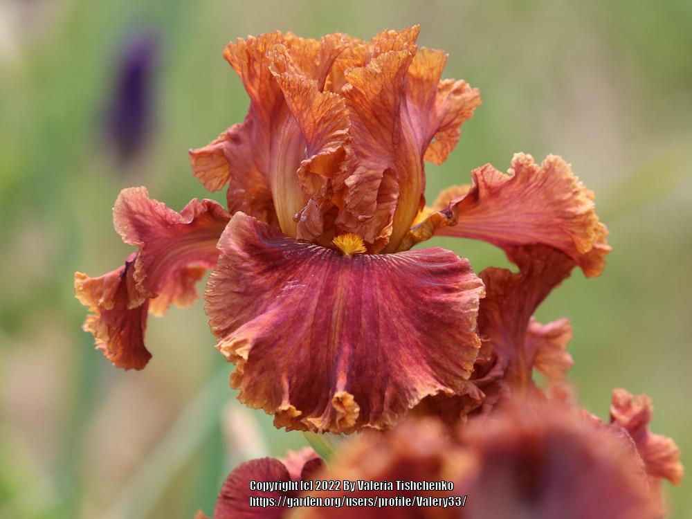 Photo of Tall Bearded Iris (Iris 'Chestnuts Roasting') uploaded by Valery33
