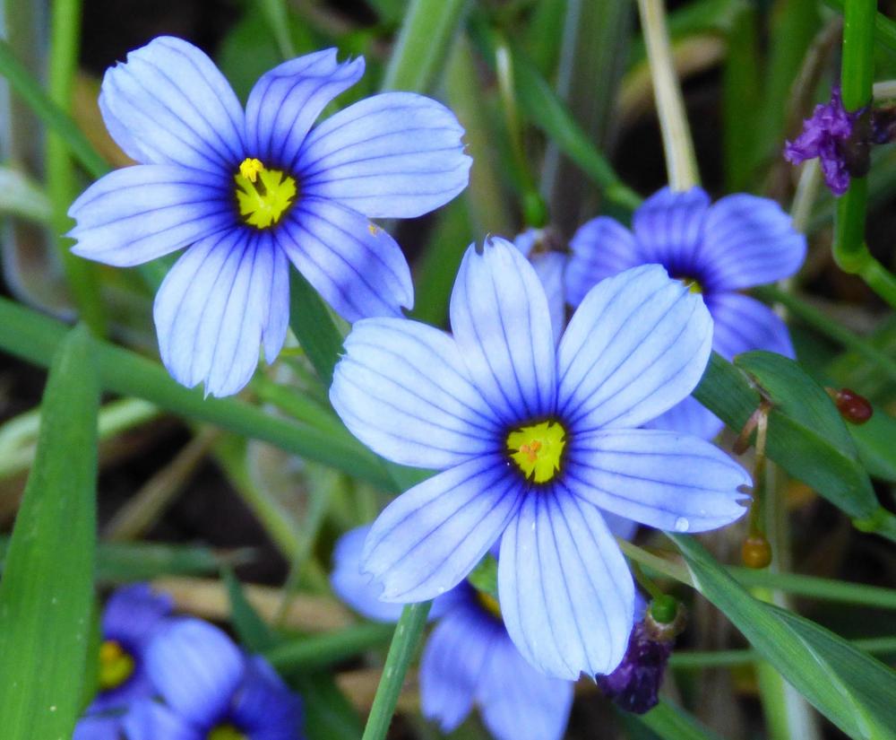 Photo of California Blue-Eyed Grass (Sisyrinchium bellum) uploaded by KGFerg