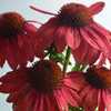 A mysterious, dusky and subtle version of Coneflower