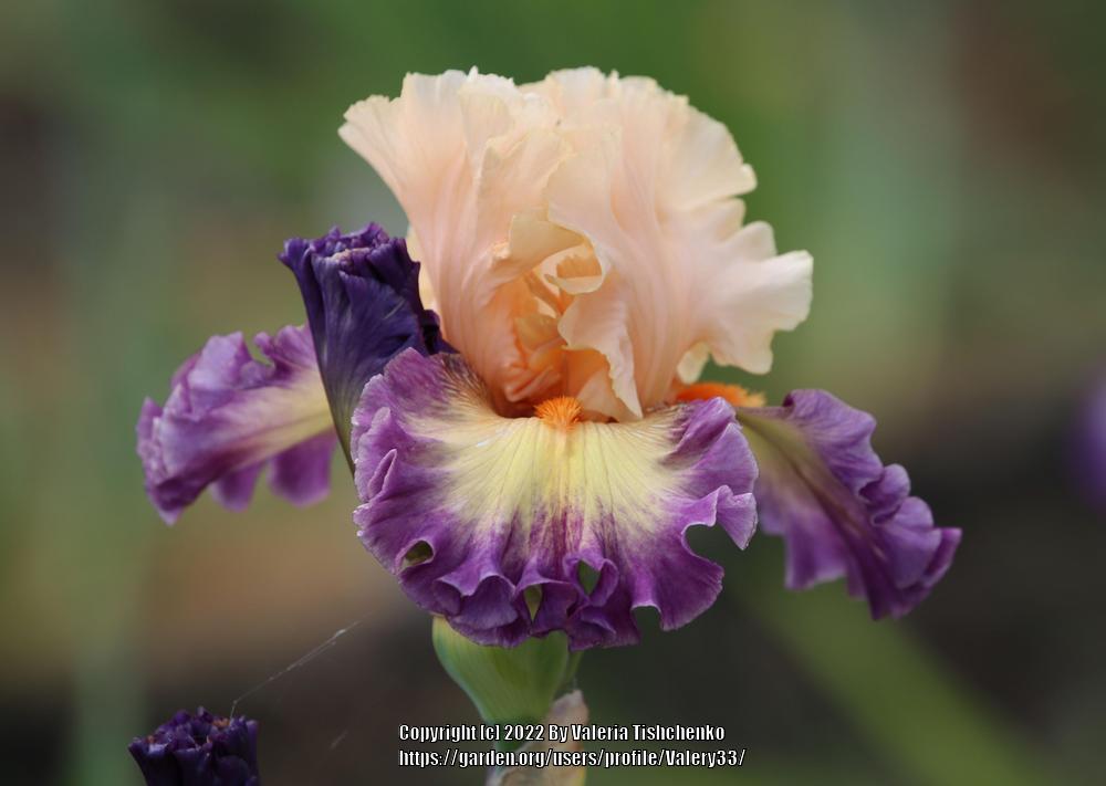 Photo of Tall Bearded Iris (Iris 'Celebratory') uploaded by Valery33
