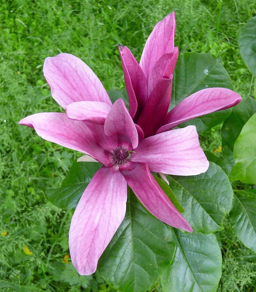 Photo of Magnolia 'Genie' uploaded by KGFerg