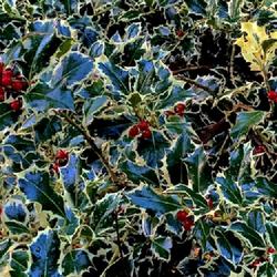 Location: Bea’s garden
Date: 2023-12-07
Winter berries