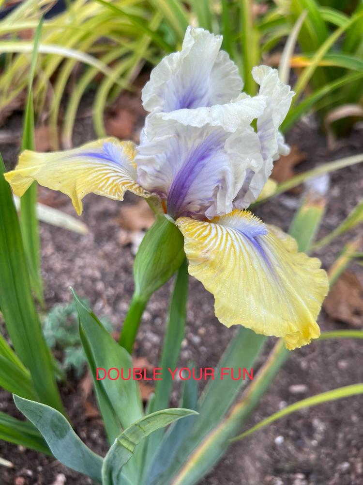 Photo of Intermediate Bearded Iris (Iris 'Double Your Fun') uploaded by makakaualii