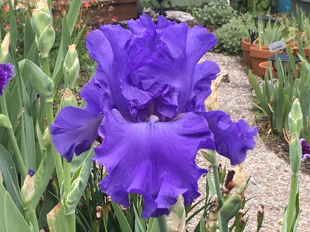 Photo of Tall Bearded Iris (Iris 'Yaquina Blue') uploaded by Neela