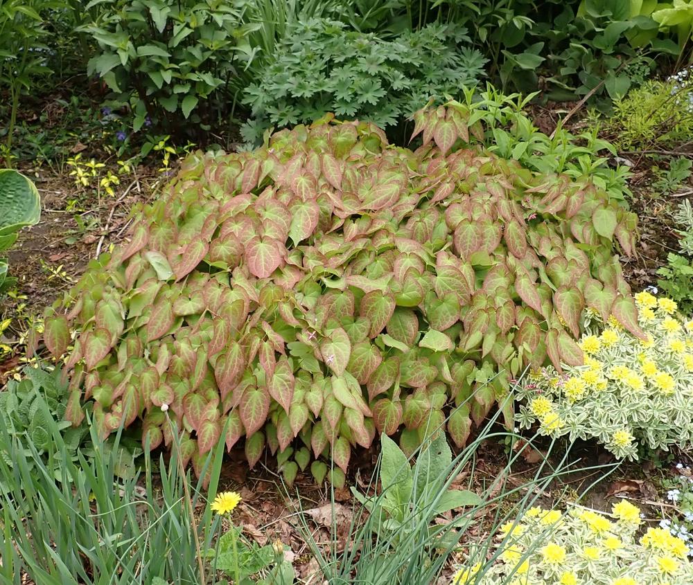 Photo of Red Barrenwort (Epimedium alpinum 'Rubrum') uploaded by Vals_Garden