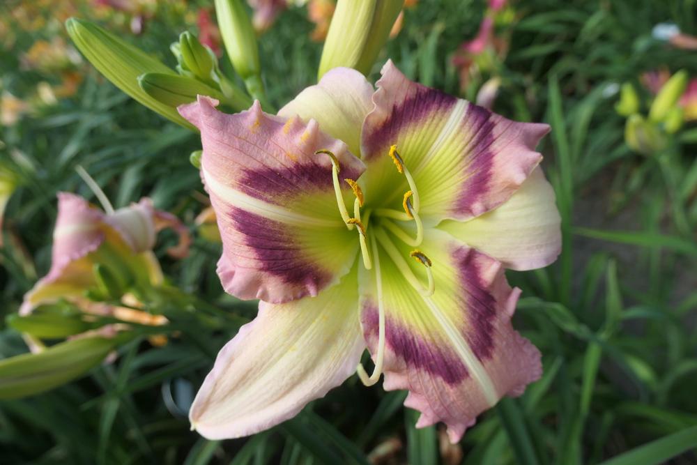 Photo of Daylily (Hemerocallis 'Heavenly Pink Butterfly') uploaded by Caruso
