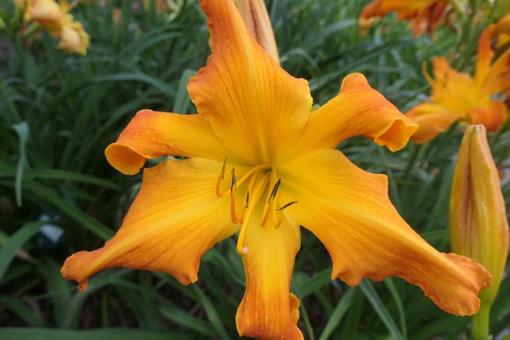 Photo of Daylily (Hemerocallis 'Highland Pinched Fingers') uploaded by Caruso