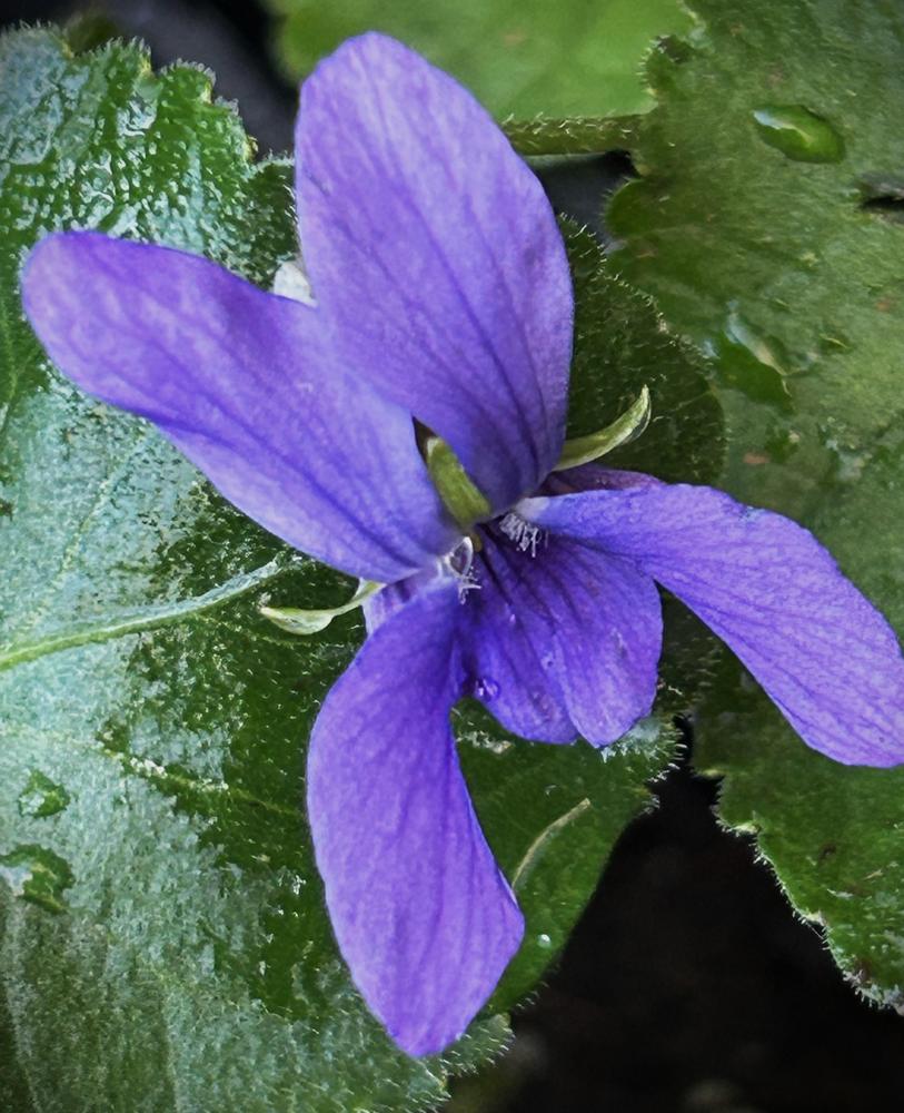 Photo of Sweet Violet (Viola odorata) uploaded by dhfennell407