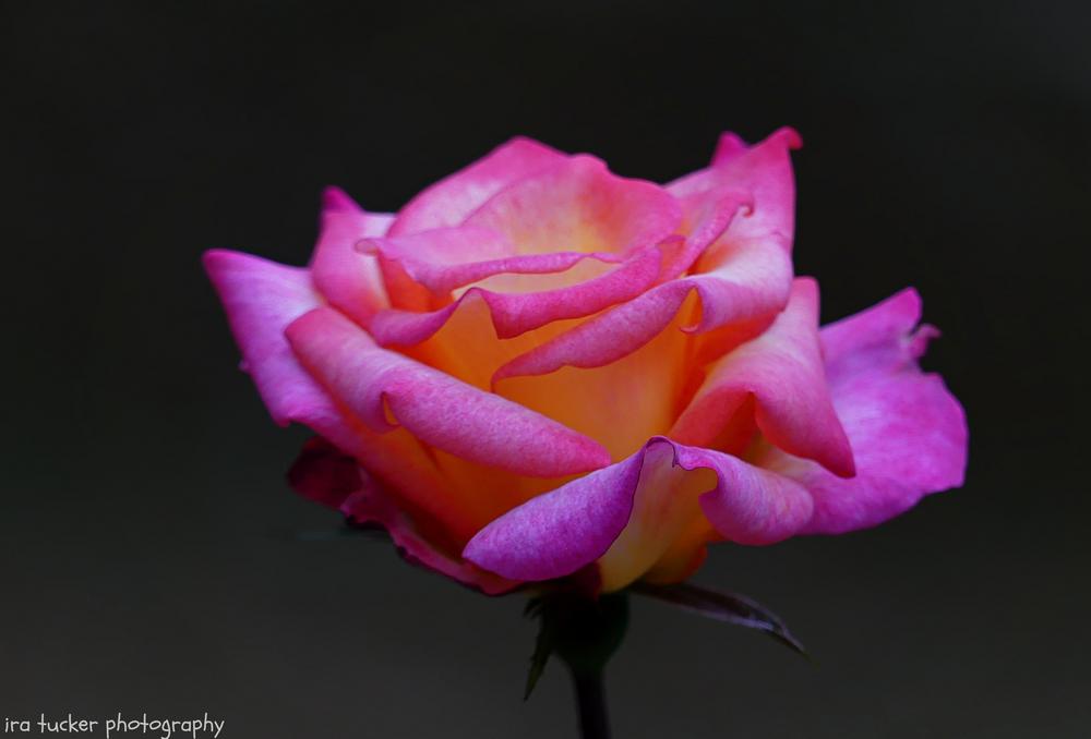 Photo of Rose (Rosa 'Rainbow Sorbet') uploaded by drirastucker