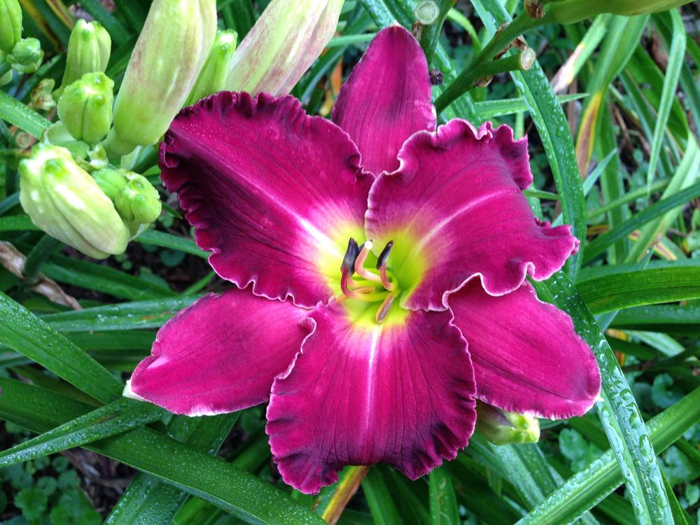 Photo of Daylily (Hemerocallis 'Love in a Vacuum') uploaded by hillbilly