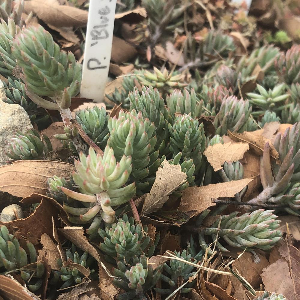 Photo of Jenny's Stonecrop (Petrosedum rupestre subsp. rupestre 'Blue Spruce') uploaded by sedumzz