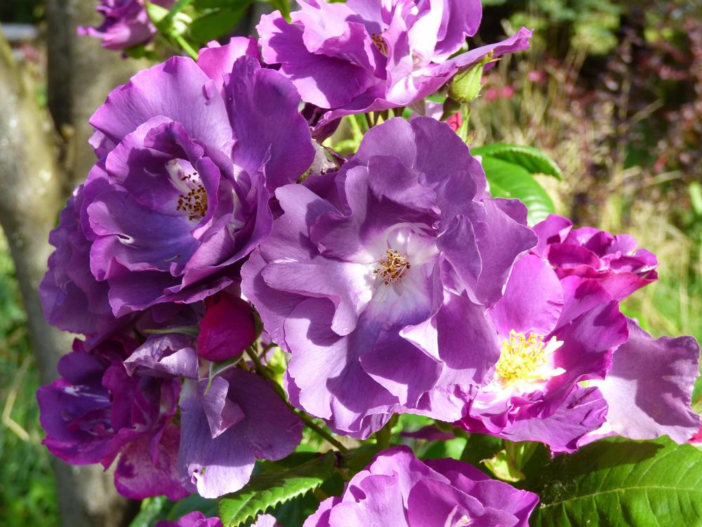 Photo of Rose (Rosa 'Rhapsody in Blue') uploaded by KGFerg