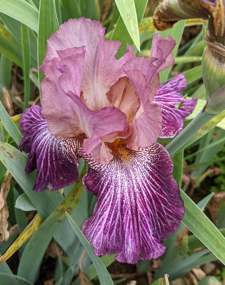 Photo of Tall Bearded Iris (Iris 'Vibrations') uploaded by Mollie670