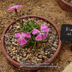 Location: RHS Harlow Carr gardens, Yorkshire, England UK 
Date: 2022-06-25
Dianthus alpinus