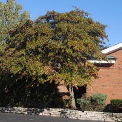 Location: Glen Ellyn, Illinois
Date: 2023-10-20
full-grown tree in fruit