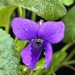 Location: Grassy Creek, NC
Date: 2023-11-24
Viola odorata Ada Segre    Casbas, France 2000