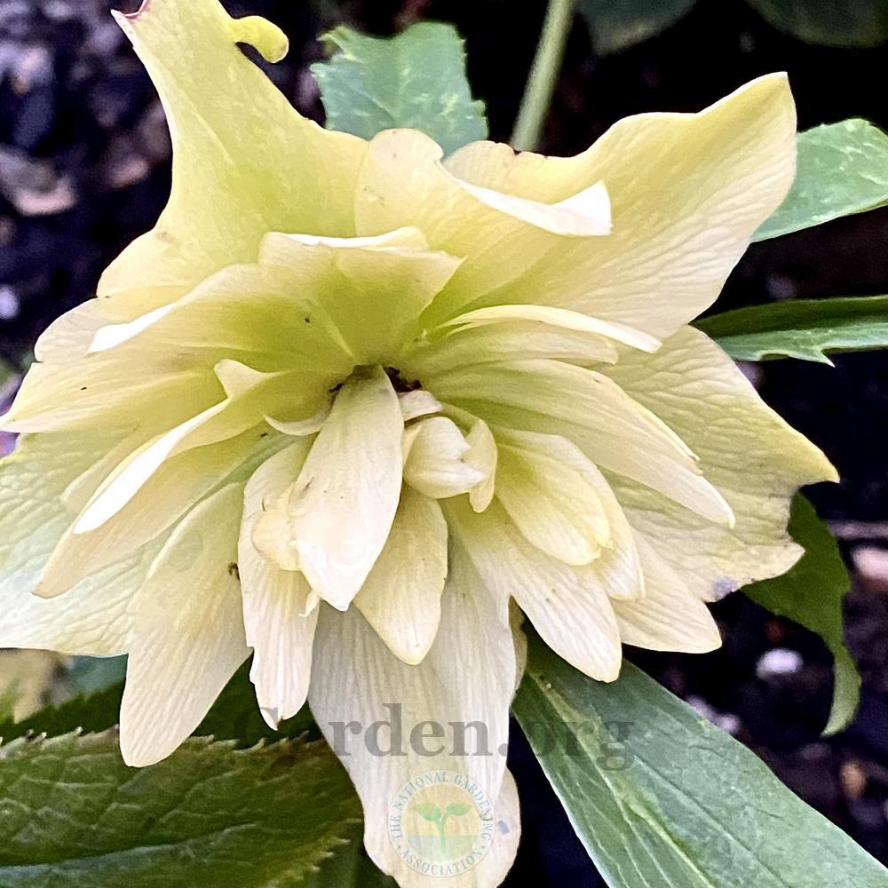Photo of Hellebore (Helleborus Winter Jewels™ Golden Lotus) uploaded by springcolor