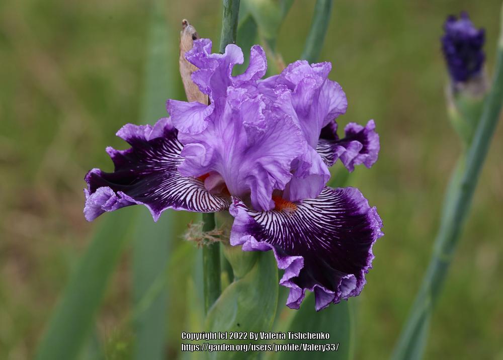 Photo of Tall Bearded Iris (Iris 'By Jeeves') uploaded by Valery33