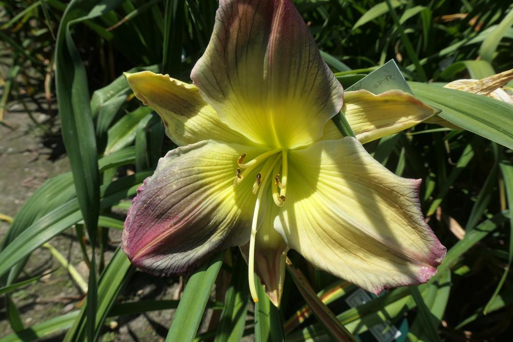 Photo of Daylily (Hemerocallis 'Pigment of Imagination') uploaded by Caruso