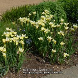 Location: RHS Harlow Carr gardens, Yorkshire, England UK 
Date: 2018-06-11
Iris 'Butter and Sugar'