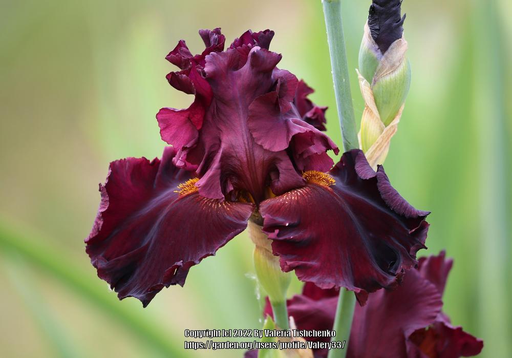 Photo of Tall Bearded Iris (Iris 'Iconic') uploaded by Valery33