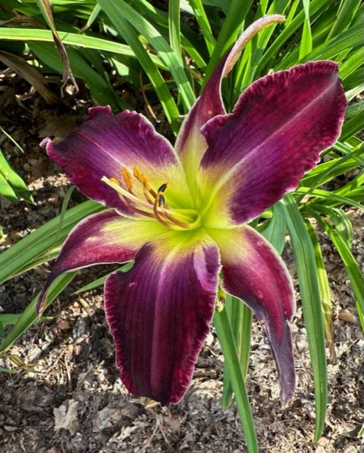 Photo of Daylily (Hemerocallis 'Increased Complexity') uploaded by jkporter