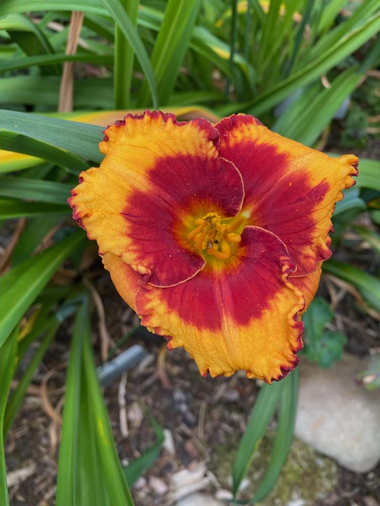 Photo of Daylily (Hemerocallis 'Andy Candy') uploaded by Wissenssucher