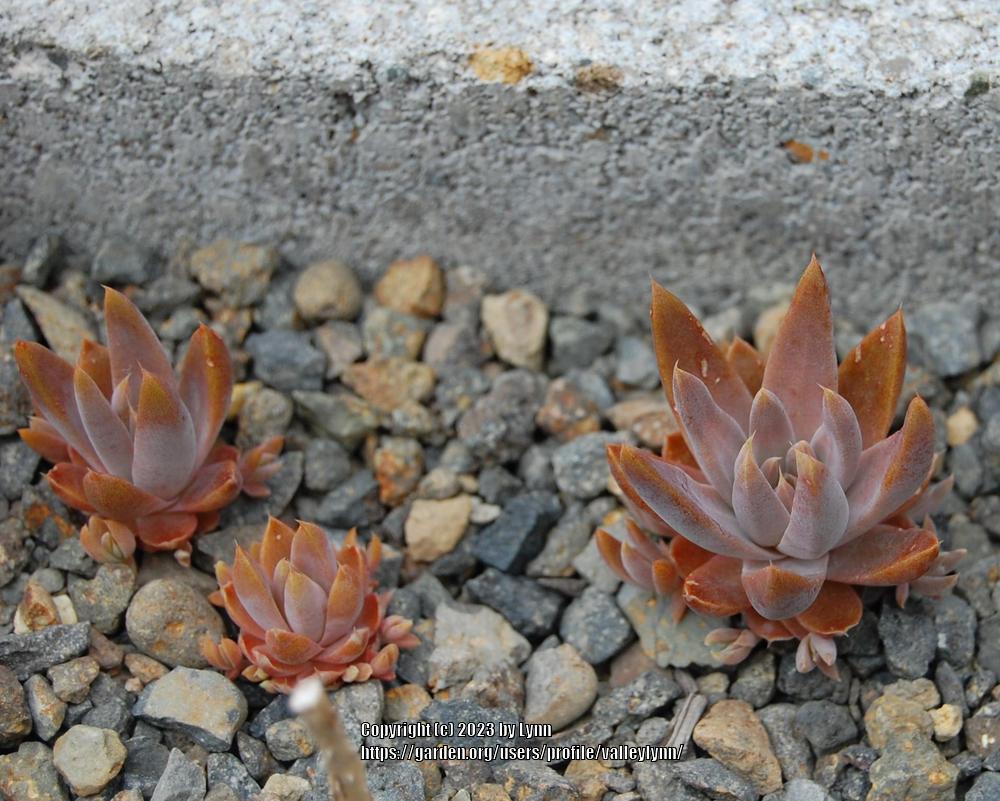 Photo of Dunce's Caps (Orostachys fimbriata) uploaded by valleylynn