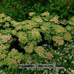Location: RHS Harlow Carr gardens, Yorkshire, England UK 
Date: 2020-08-22
Hylotelephium telephium subsp. telephium 'Munstead Red'