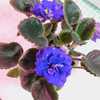 African Violet (Streptocarpus 'VaT-Diskoteka') aka 'Disco'