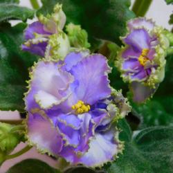 Location: Eagle Bay, New York
Date: 2023-12-18
African Violet (Streptocarpus 'Electric Blue') blooms and buds