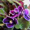 African Violet (Streptocarpus 'Edge of Darkness') ... dark purple