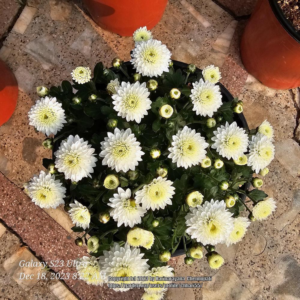 Photo of Chrysanthemum uploaded by chhari55