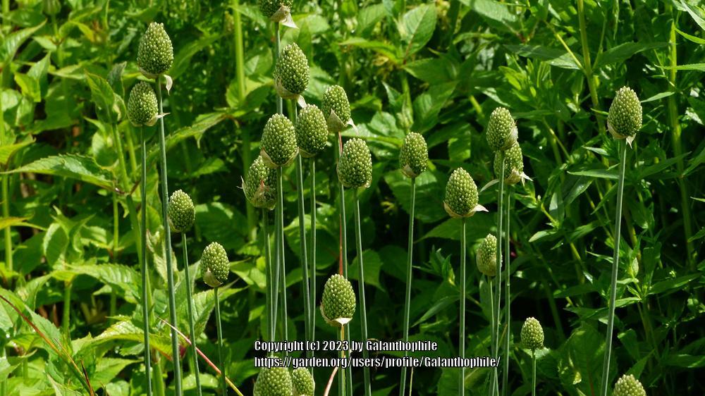 Photo of Drumsticks (Allium sphaerocephalon) uploaded by Galanthophile