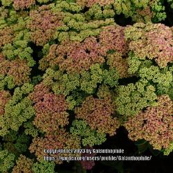 Location: RHS Harlow Carr gardens, Yorkshire, England UK 
Date: 2020-09-05
Hylotelephium telephium subsp. telephium 'Munstead Red'
