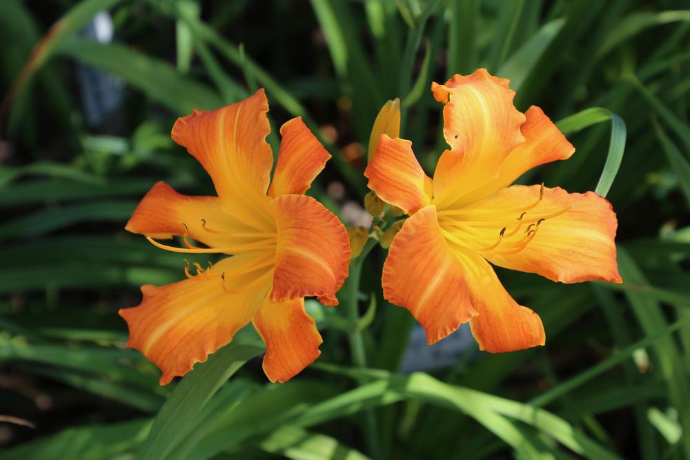 Photo of Daylily (Hemerocallis 'Highland Pinched Fingers') uploaded by Wissenssucher