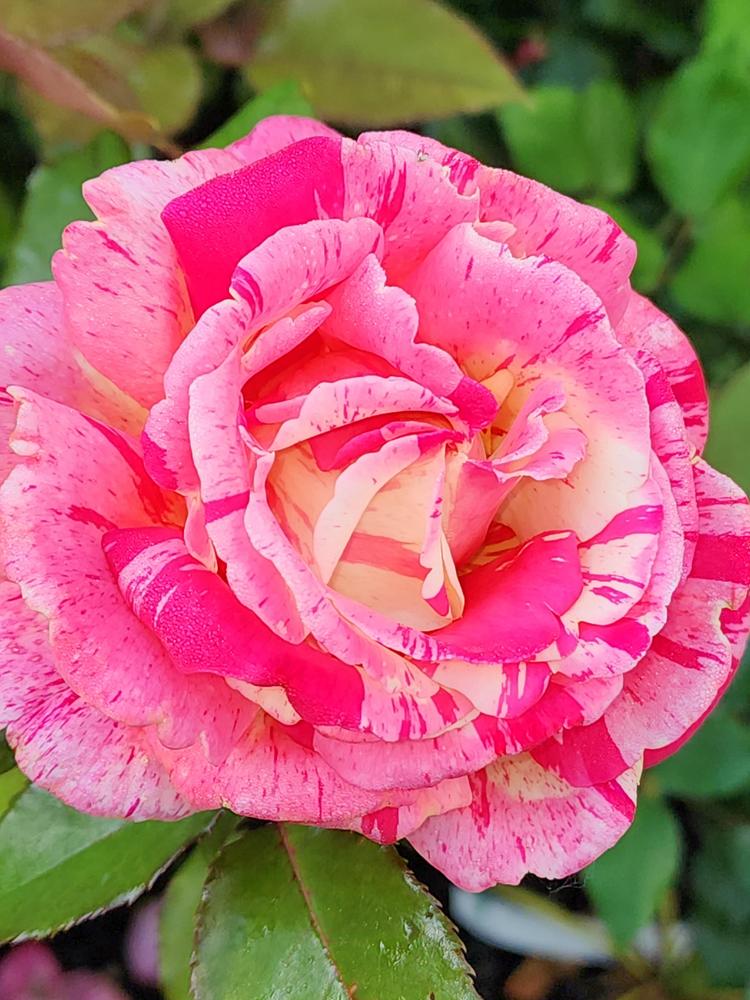 Photo of Rose (Rosa 'Broceliande') uploaded by ellie12136